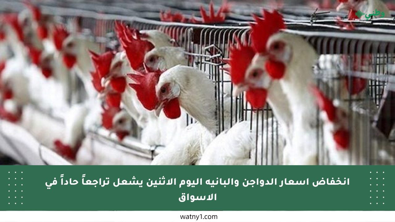 انخفاض أسعار الدواجن والبانيه اليوم الاثنين يشعل تراجعاً حاداً في الأسواق